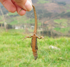 Podarcis muralis