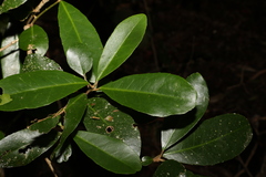Croton acronychioides