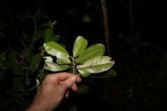 Croton acronychioides