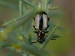 Crioceris paracenthesis