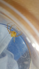 Eusparassus