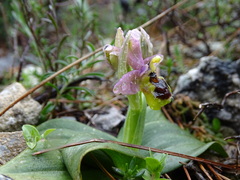 Ophrys tenthredinifera