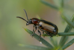 Crioceris paracenthesis