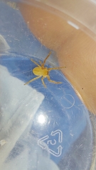 Eusparassus