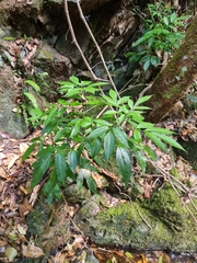 Sambucus australasica