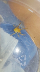 Eusparassus