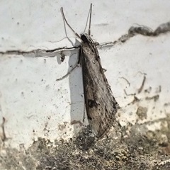 Evergestis isatidalis