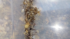 Eusparassus