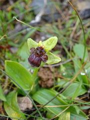 Ophrys bombyliflora