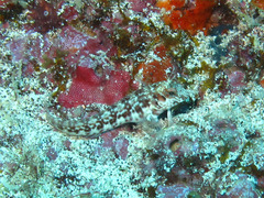 Parablennius salensis