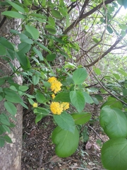 Lantana camara