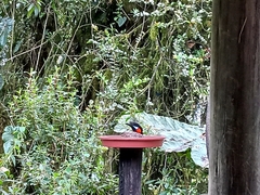 Anisognathus igniventris