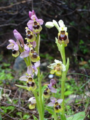 Ophrys tenthredinifera