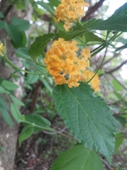 Lantana camara