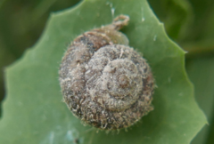 Xerotricha conspurcata