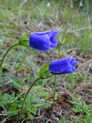 Anemone coronaria