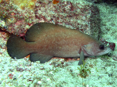 Rypticus saponaceus
