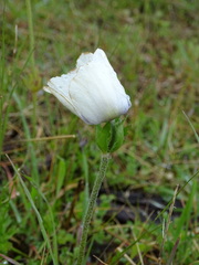 Anemone coronaria