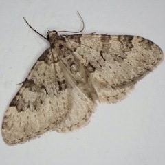 Nebula ibericata