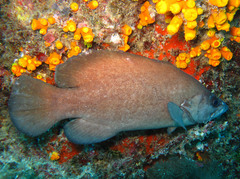 Rypticus saponaceus