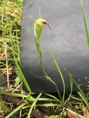 Pterostylis decurva