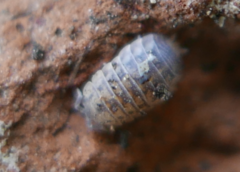 Agabiformius lentus