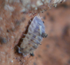 Agabiformius lentus