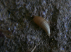 Atelurinae