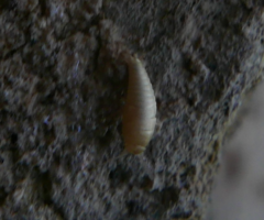Atelurinae