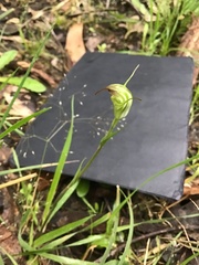 Pterostylis decurva