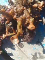 Schizoporella errata