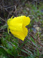 Ranunculus asiaticus