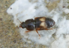 Carpophilus hemipterus