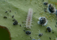 Clitostethus arcuatus