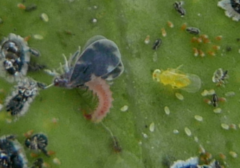 Clitostethus arcuatus