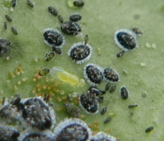 Aleurocanthus spiniferus