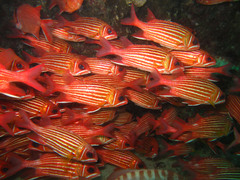 Sargocentron hastatum