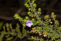 Prostanthera rugosa