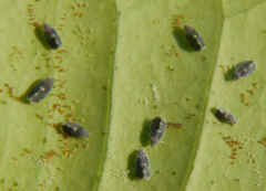 Aleurocanthus spiniferus