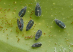Aleurocanthus spiniferus