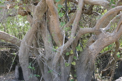 Salvadora persica