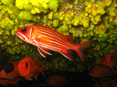 Sargocentron hastatum