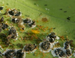 Aleurocanthus spiniferus