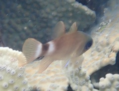 Nectamia bandanensis