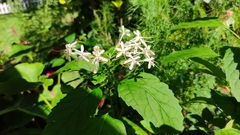 Clerodendrum calamitosum