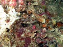 Scartella caboverdiana