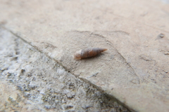 Papillifera papillaris