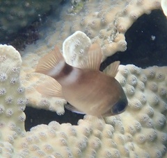 Nectamia bandanensis
