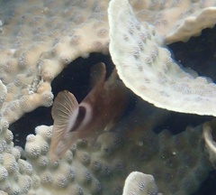 Nectamia bandanensis