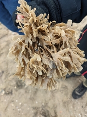 Flustra